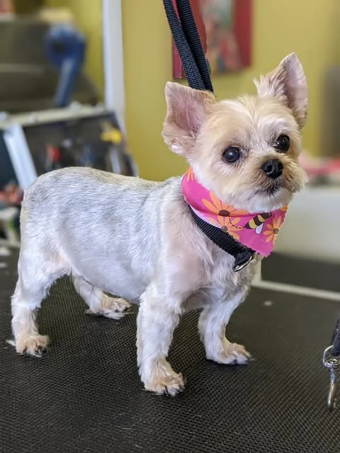 A freshly groomed little terrier with a colourful bandana