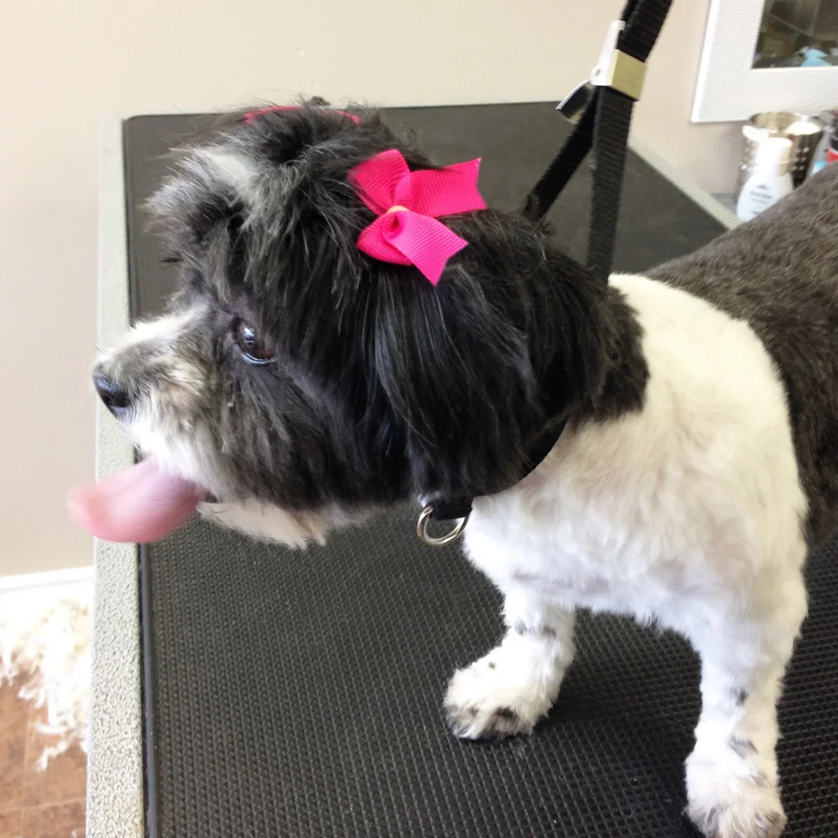 Black and white dog with a pink bow
