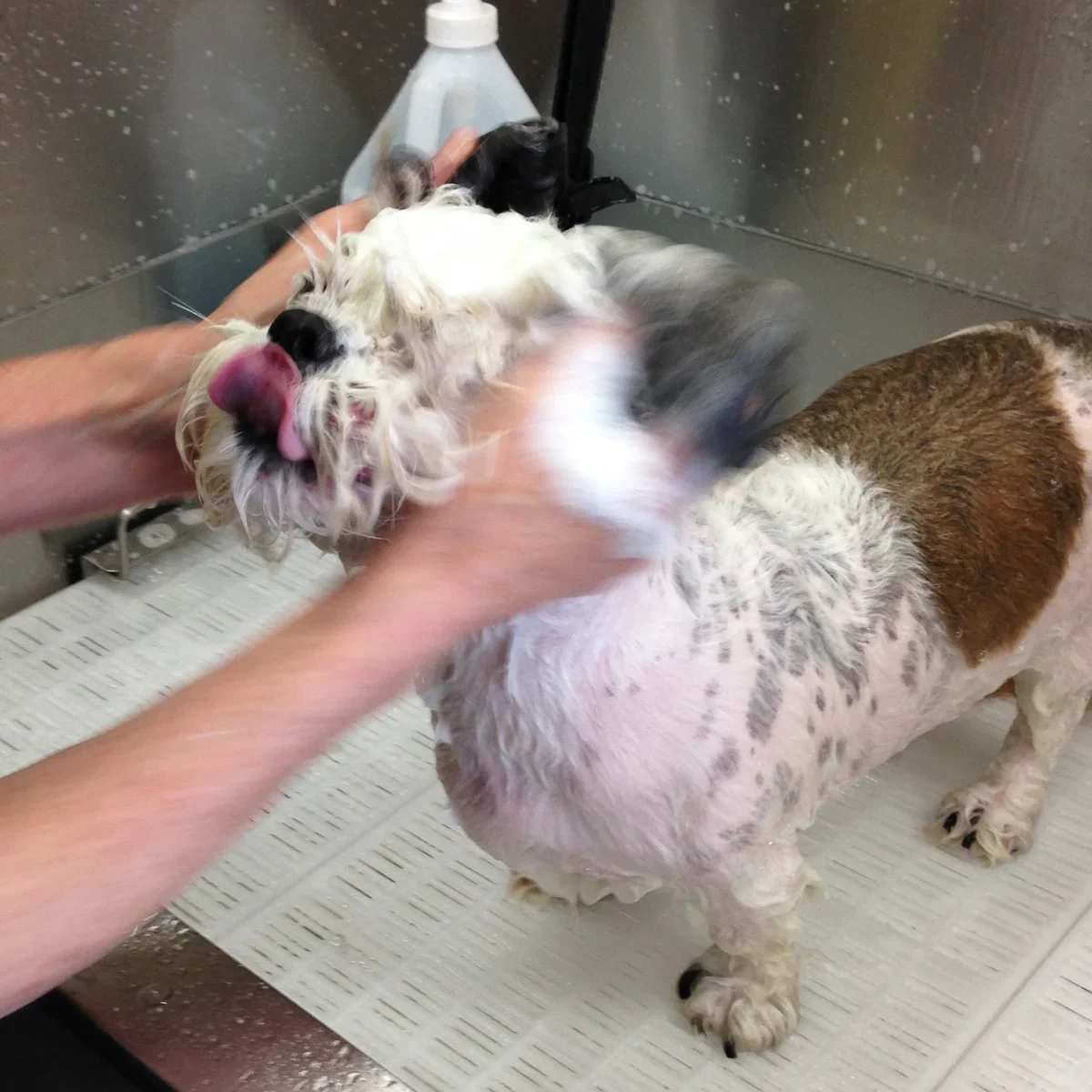 A small dog being gently washed by a groomer